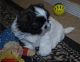 Shih Tzu Puppies for sale in Oregon City, OR 97045, USA. price: $500