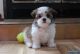 Shih Tzu Puppies for sale in Beaver Creek, CO 81620, USA. price: NA