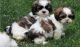 Shih Tzu Puppies for sale in Ashburn, VA, USA. price: NA