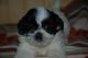 Shih Tzu Puppies for sale in Douala, Cameroon. price: NA
