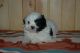 Shih Tzu Puppies for sale in Douala, Cameroon. price: NA