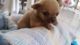 Shih Tzu Puppies for sale in Altamonte Springs, FL, USA. price: NA