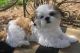 Shih Tzu Puppies for sale in Beaver Creek, CO 81620, USA. price: NA