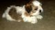 Shih Tzu Puppies for sale in Battle Lake, MN 56515, USA. price: $500
