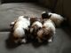 Shih Tzu Puppies for sale in Gurnee, IL, USA. price: NA