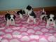 Shih Tzu Puppies for sale in Montgomery, AL, USA. price: NA