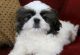 Shih Tzu Puppies for sale in Anne Manie, AL 36722, USA. price: $400