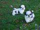Shih Tzu Puppies for sale in Santa Clarita, CA, USA. price: NA
