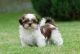 Shih Tzu Puppies for sale in Chattanooga, TN, USA. price: NA