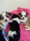 Shih Tzu Puppies for sale in Bear Creek, AL, USA. price: NA