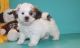 Shih Tzu Puppies for sale in East Los Angeles, CA, USA. price: NA