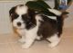 Shih Tzu Puppies for sale in Fairhope, AL 36532, USA. price: $400