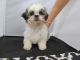 Shih Tzu Puppies for sale in Fullerton, CA, USA. price: NA