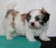 Shih Tzu Puppies for sale in Beaver Creek, CO 81620, USA. price: $600
