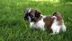 Shih Tzu Puppies for sale in Alton, ME 04468, USA. price: NA