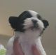 Shih Tzu Puppies for sale in Cape Coral, FL, USA. price: NA