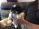 Shih Tzu Puppies for sale in Gilbert, AZ, USA. price: NA