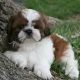 Shih Tzu Puppies for sale in Antioch, CA, USA. price: NA