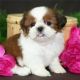 Shih Tzu Puppies for sale in Antioch, CA, USA. price: NA