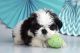 Shih Tzu Puppies for sale in Jersey City, NJ, USA. price: $400