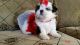 Shih Tzu Puppies for sale in Moreno Valley, CA, USA. price: NA