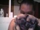 Shih Tzu Puppies for sale in Flint, MI, USA. price: $450