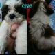 Shih Tzu Puppies for sale in Malabon, Metro Manila, Philippines. price: 8000 PHP