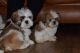 Shih Tzu Puppies for sale in Evansville, WY, USA. price: NA
