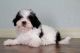 Shih Tzu Puppies for sale in Jersey City, NJ, USA. price: $400