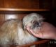 Shih Tzu Puppies for sale in Surprise, AZ, USA. price: NA