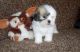 Shih Tzu Puppies for sale in Tacoma, WA, USA. price: $300