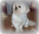 Shih Tzu Puppies for sale in Ocala, FL, USA. price: $300