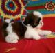 Shih Tzu Puppies for sale in Dayton, OH, USA. price: $500