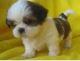Shih Tzu Puppies for sale in Buffalo, NY, USA. price: NA