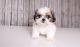 Shih Tzu Puppies for sale in Little Rock, AR, USA. price: NA