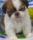 Shih Tzu Puppies for sale in Burbank, CA, USA. price: NA