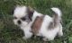 Shih Tzu Puppies for sale in Addison, AL 35540, USA. price: NA