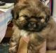 Shih Tzu Puppies for sale in Pasadena, MD 21122, USA. price: NA