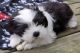 Shih Tzu Puppies for sale in Berkeley, CA, USA. price: NA