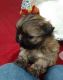 Shih Tzu Puppies for sale in Berkeley, CA, USA. price: NA