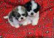 Shih Tzu Puppies for sale in Saint John's Wood, London NW8, UK. price: 500 GBP