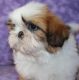 Shih Tzu Puppies for sale in Honolulu, HI, USA. price: $500
