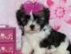 Shih Tzu Puppies for sale in Caddo Mills, TX 75135, USA. price: NA