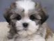 Shih Tzu Puppies for sale in Aberdeen Township, NJ, USA. price: NA