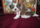 Shih Tzu Puppies for sale in Cincinnati, OH, USA. price: NA