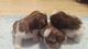 Shih Tzu Puppies for sale in Burleson, TX, USA. price: NA