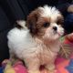Shih Tzu Puppies for sale in Chesapeake, VA, USA. price: NA