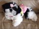 Shih Tzu Puppies for sale in Kalamazoo, MI, USA. price: $900