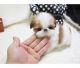 Shih Tzu Puppies for sale in Boise, ID, USA. price: NA