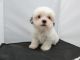 Shih Tzu Puppies for sale in Des Moines, IA, USA. price: NA